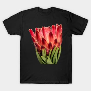 Colourful Oleanderleaf Protea T-Shirt